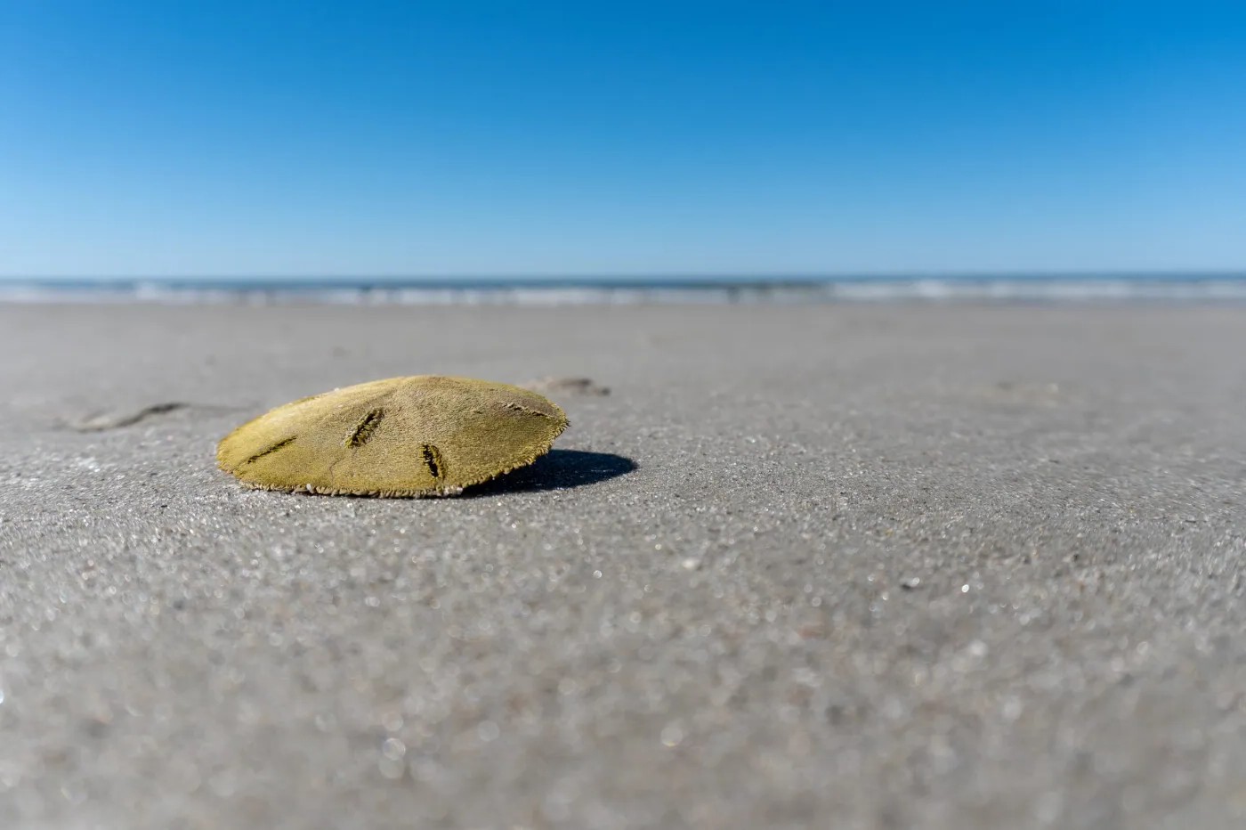 secrets-of-georgias-little-tybee-shell-rings