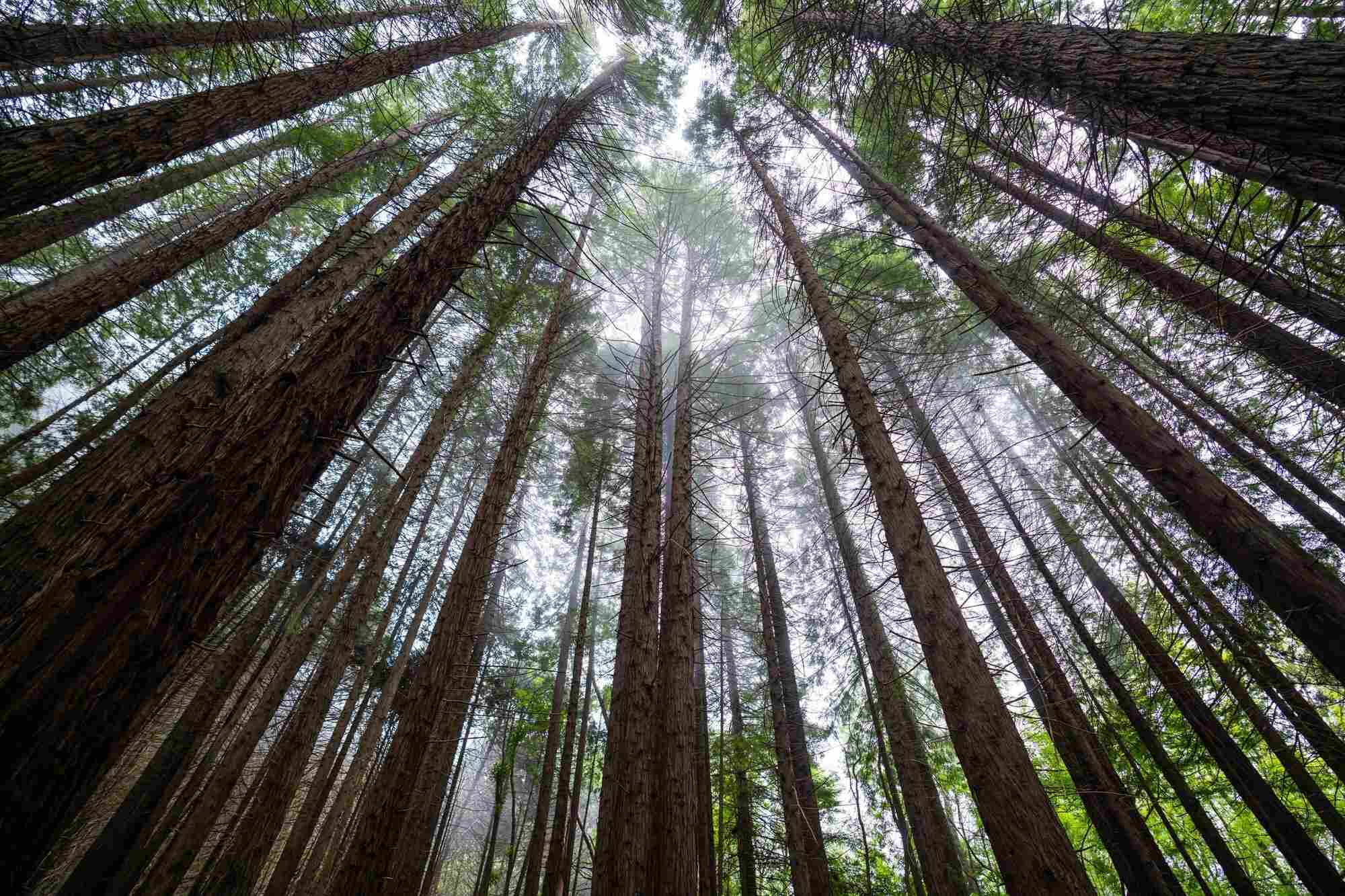 secrets-of-hawaiis-polipoli