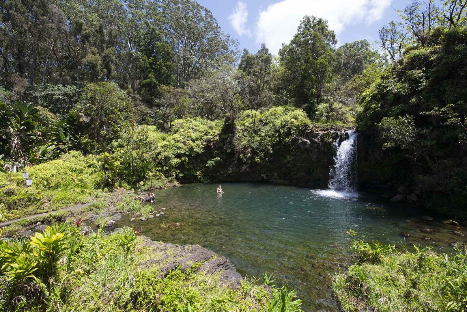 Secrets-Of-Hawaii8217s-Pua8217a-Ka8217a secrets-of-hawaiis-puaa-kaa
