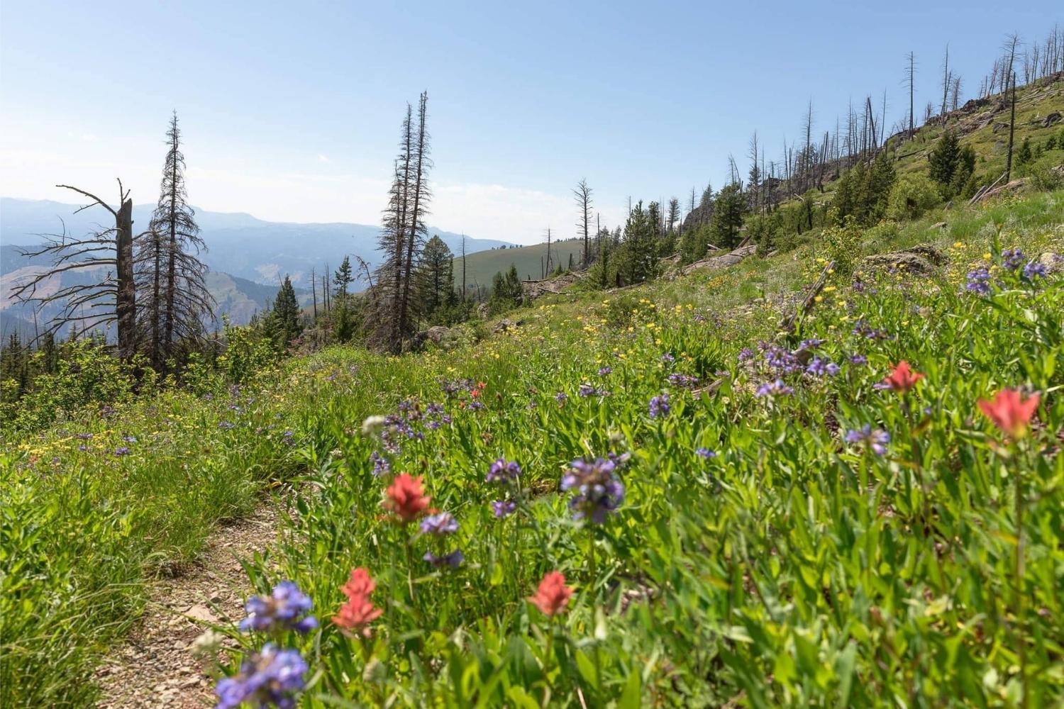 Secrets-Of-Idaho8217s-Seven-Devils-Meadows secrets-of-idahos-seven-devils-meadows
