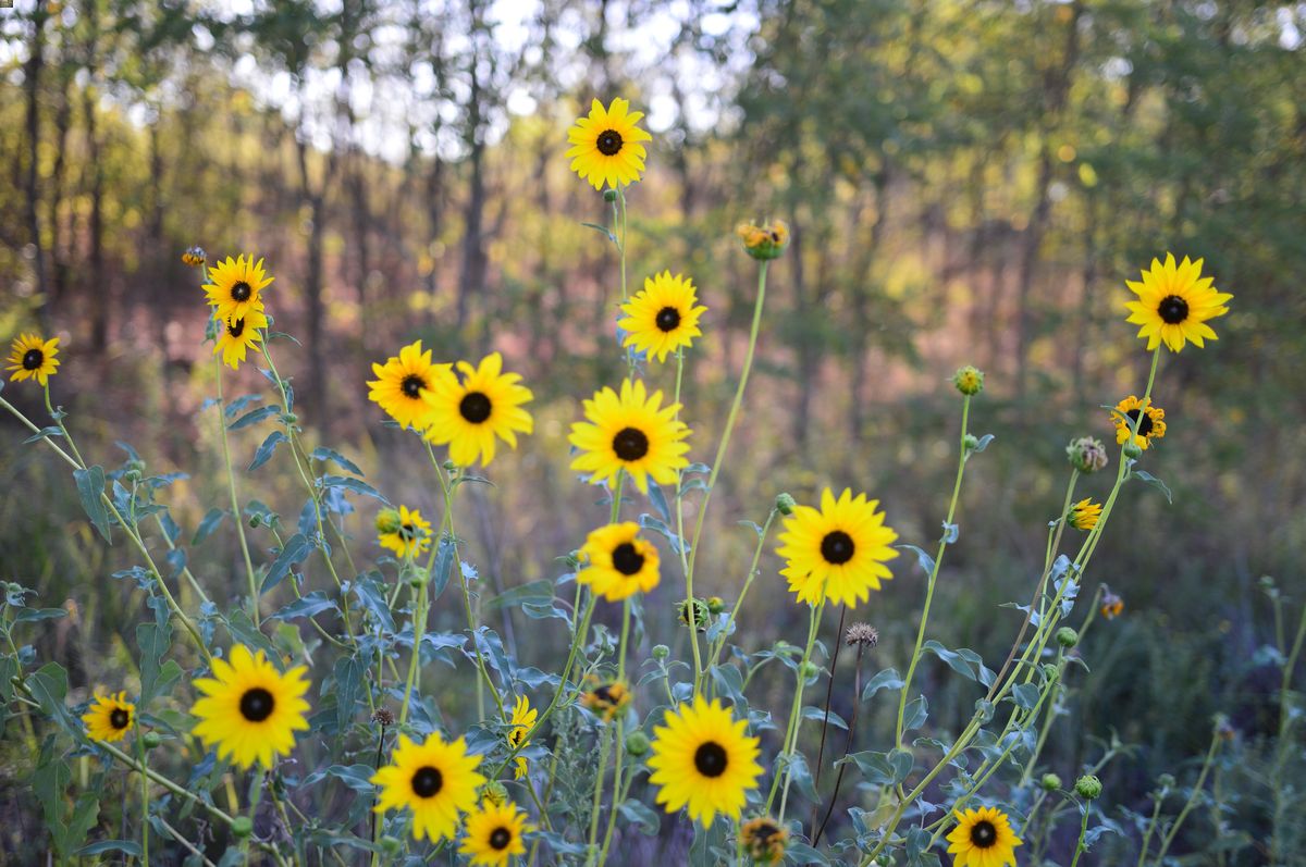 secrets-of-kansas-sand-hills-gardens