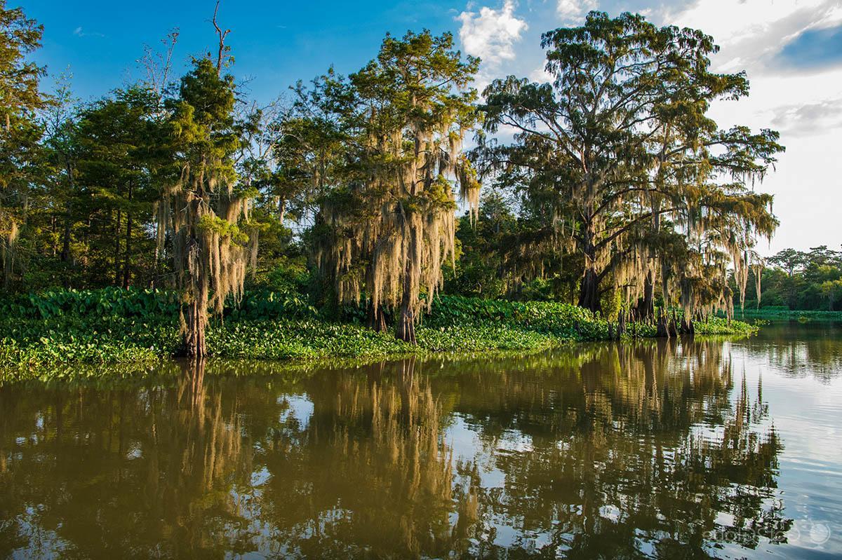 Secrets-Of-Louisiana8217s-Atchafalaya-Shell-Ways secrets-of-louisianas-atchafalaya-shell-ways