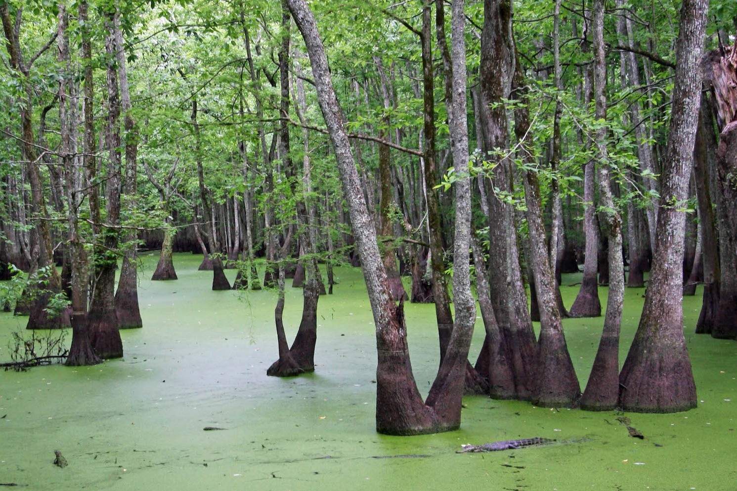 Secrets-Of-Louisiana8217s-Pearl-River-Beds secrets-of-louisianas-pearl-river-beds