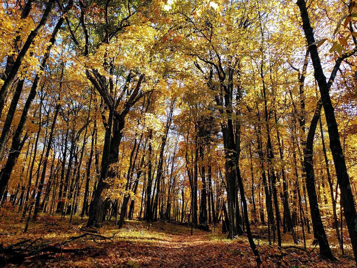secrets-of-minnesotas-cedar-creek-medicine-trees
