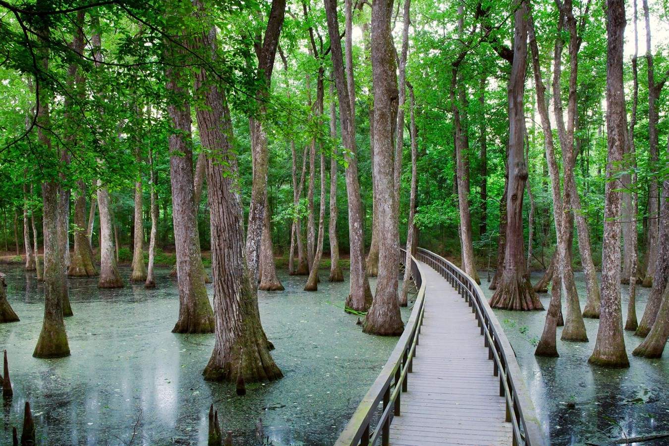 Secrets-Of-Mississippi8217s-Cypress-Swamp secrets-of-mississippis-cypress-swamp