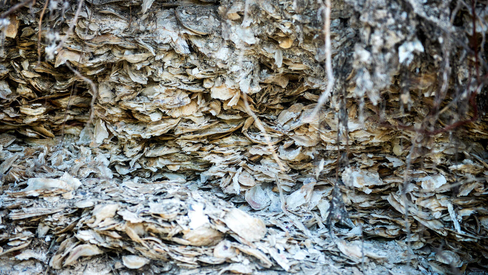 Secrets-Of-Nantucket8217s-Ancient-Shell-Middens secrets-of-nantuckets-ancient-shell-middens