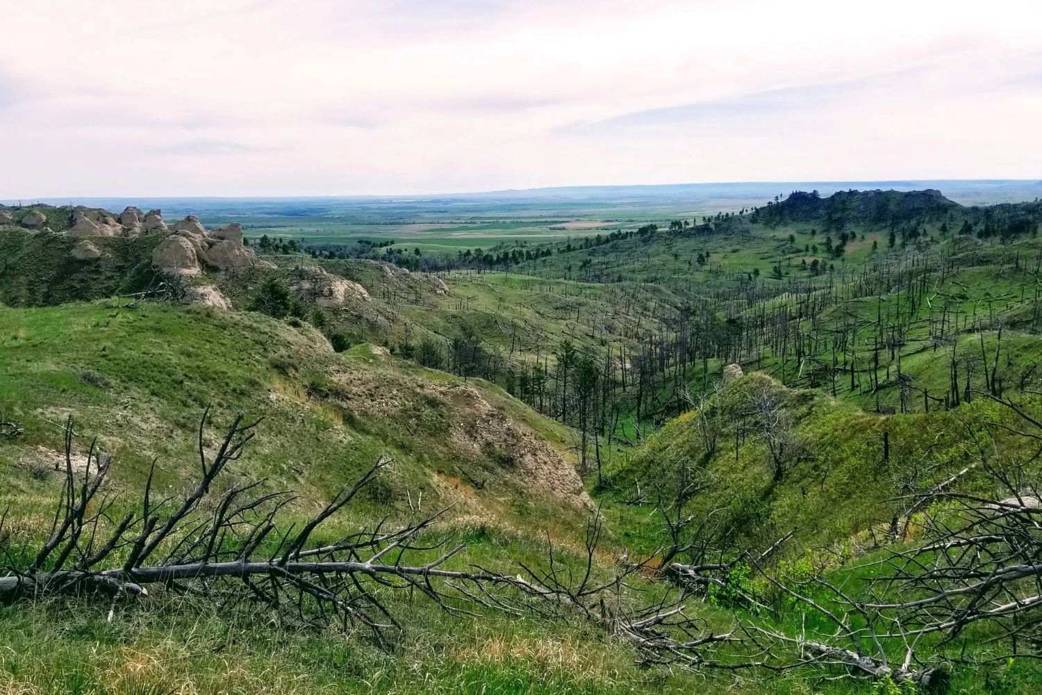Secrets-Of-Nebraska8217s-Pine-Ridge-Medicine-Trees secrets-of-nebraskas-pine-ridge-medicine-trees