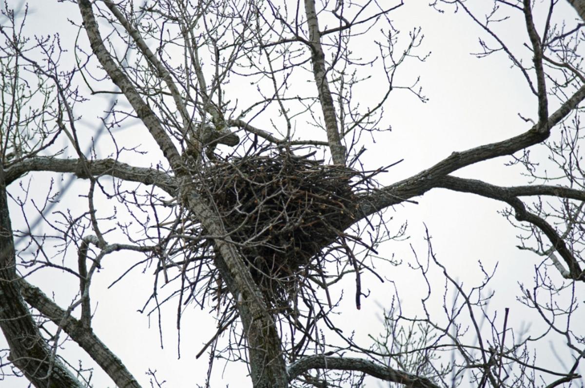 Secrets-Of-North-Dakota8217s-Sacred-Eagle-Nests secrets-of-north-dakotas-sacred-eagle-nests