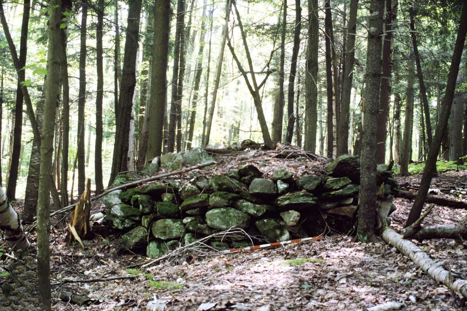 secrets-of-vermonts-glastenbury-mountain-tree-rings