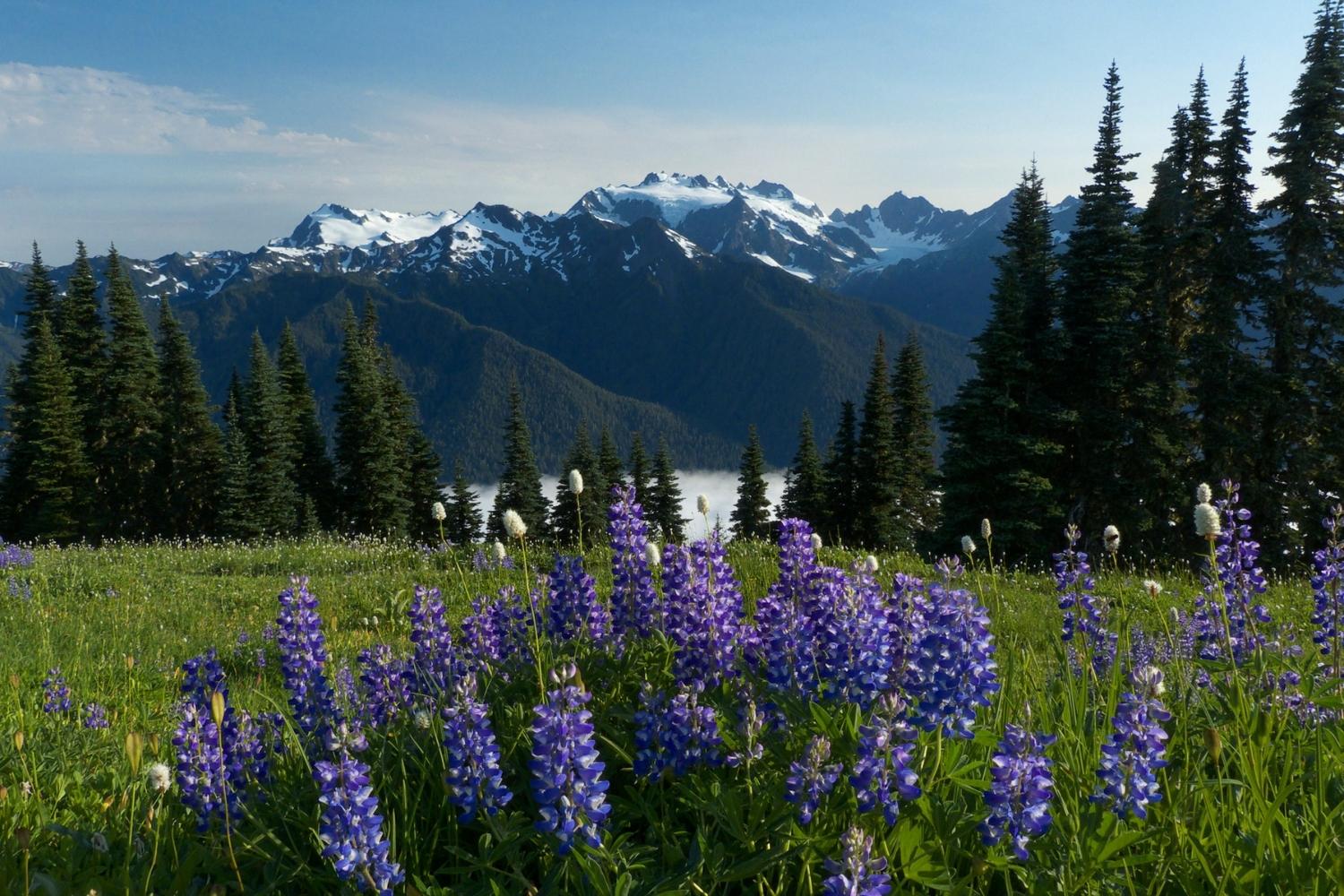 Secrets-Of-Washington8217s-Olympic-Mountains secrets-of-washingtons-olympic-mountains