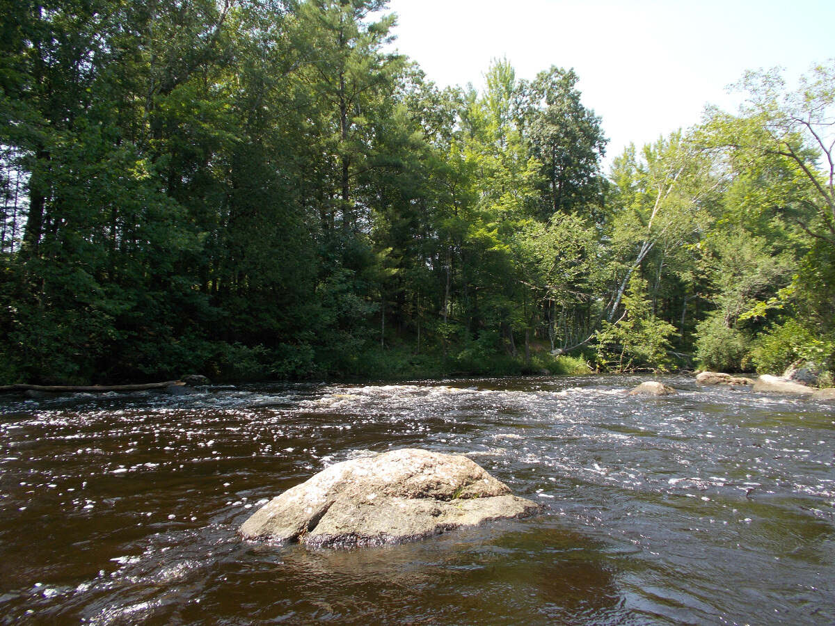 Secrets-Of-Wisconsin8217s-Wolf-River-Trees secrets-of-wisconsins-wolf-river-trees