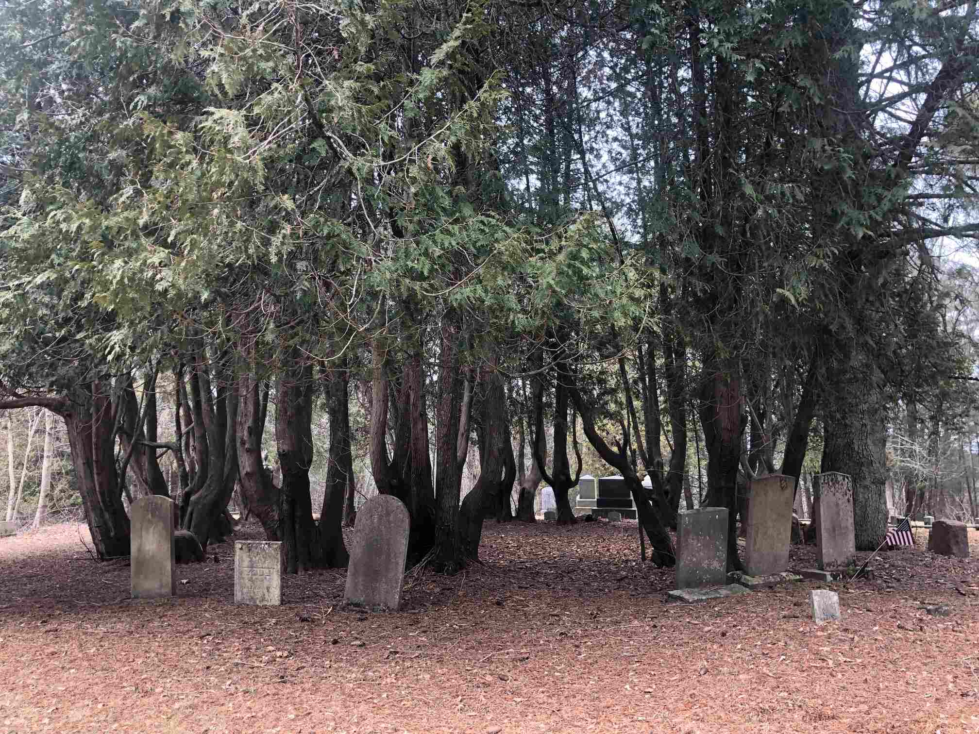The-Mystery-Of-Connecticut8217s-Ghost-Lightning-Trees the-mystery-of-connecticuts-ghost-lightning-trees