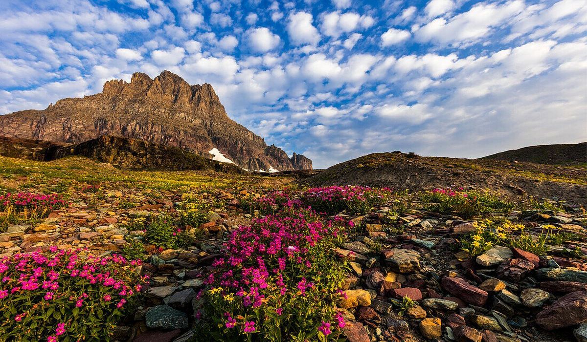 Hidden-Alpine-Gardens-In-Montana8217s-Glacier-Country hidden-alpine-gardens-in-montanas-glacier-country
