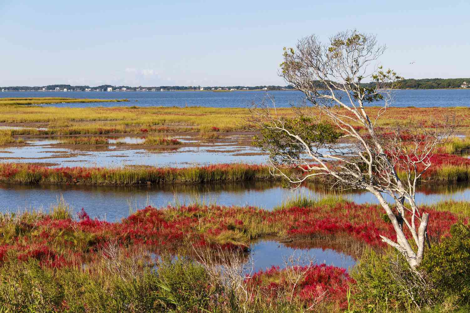 Hidden-Barrier-Islands-Of-Maryland8217s-Eastern-Shore hidden-barrier-islands-of-marylands-eastern-shore