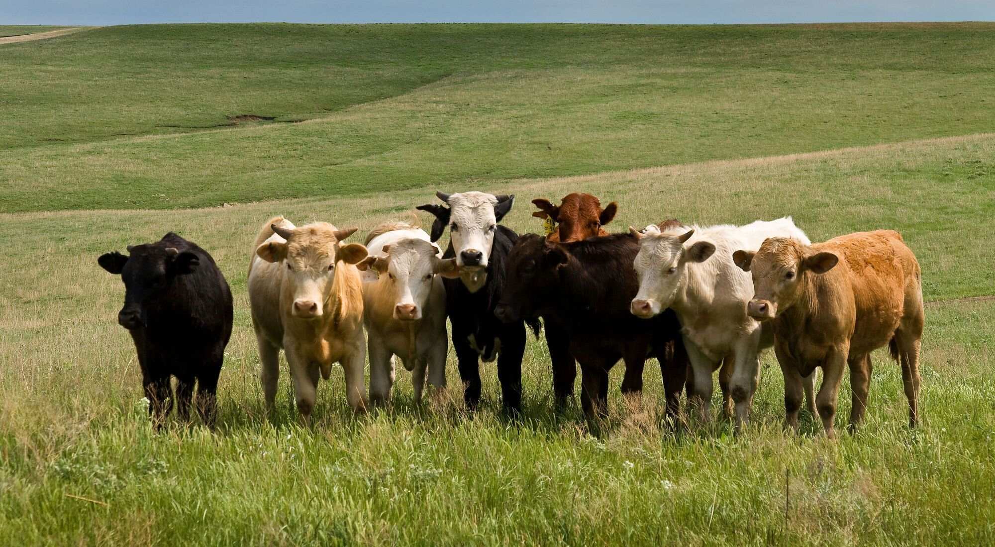 Hidden-Cattle-Towns-Of-Kansas8217s-Flint-Hills hidden-cattle-towns-of-kansass-flint-hills