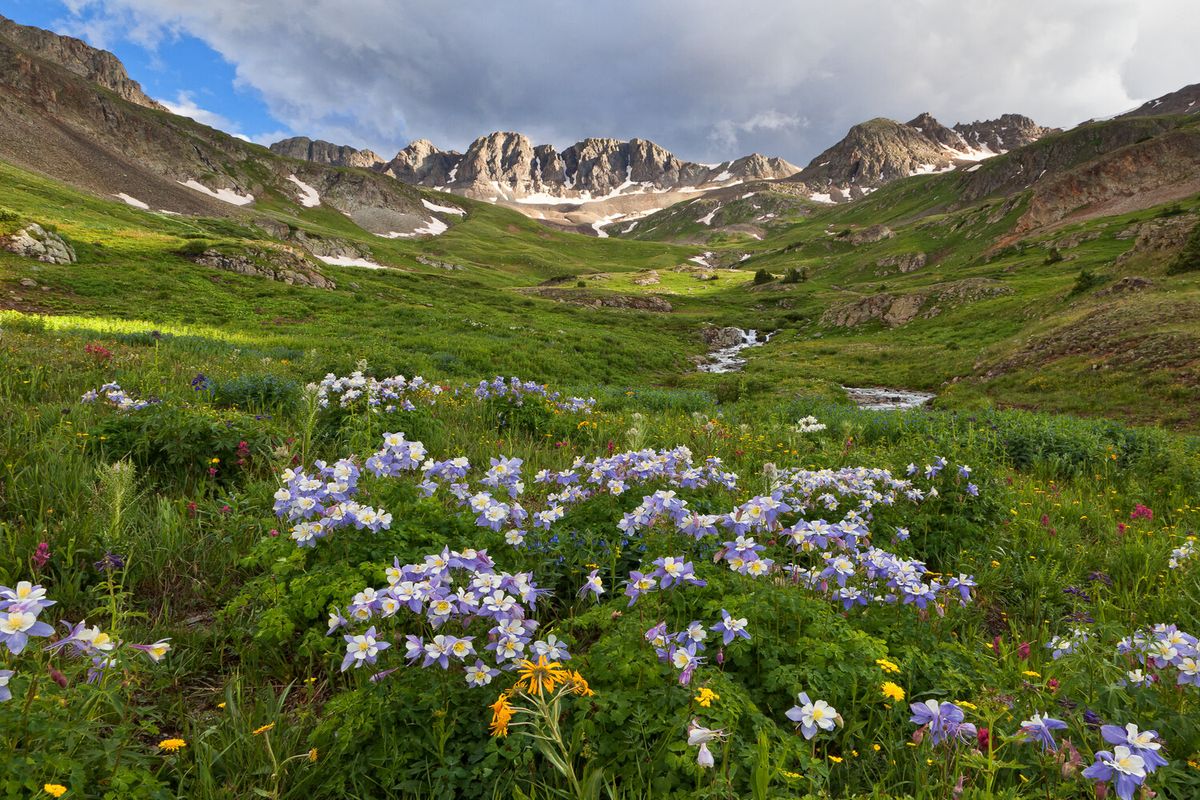 Hidden-Gems-Of-Colorado8217s-American-Basin-Wildflowers hidden-gems-of-colorados-american-basin-wildflowers