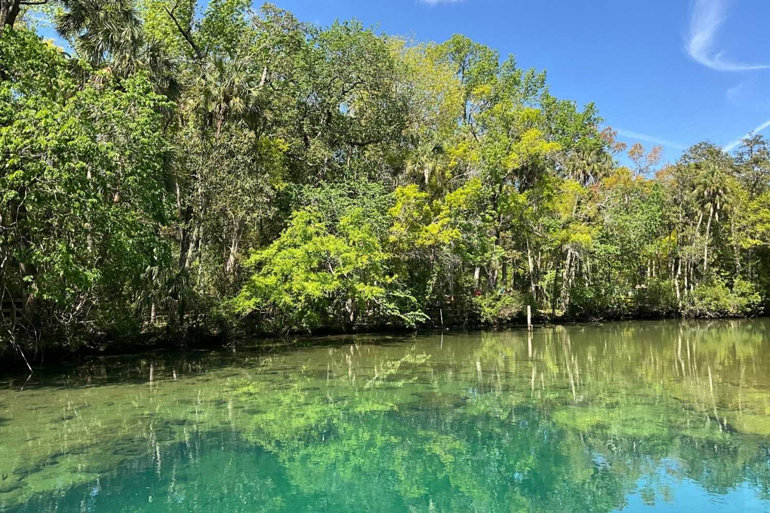 Hidden-Gems-Of-Florida8217s-Homosassa-Rivers hidden-gems-of-floridas-homosassa-rivers