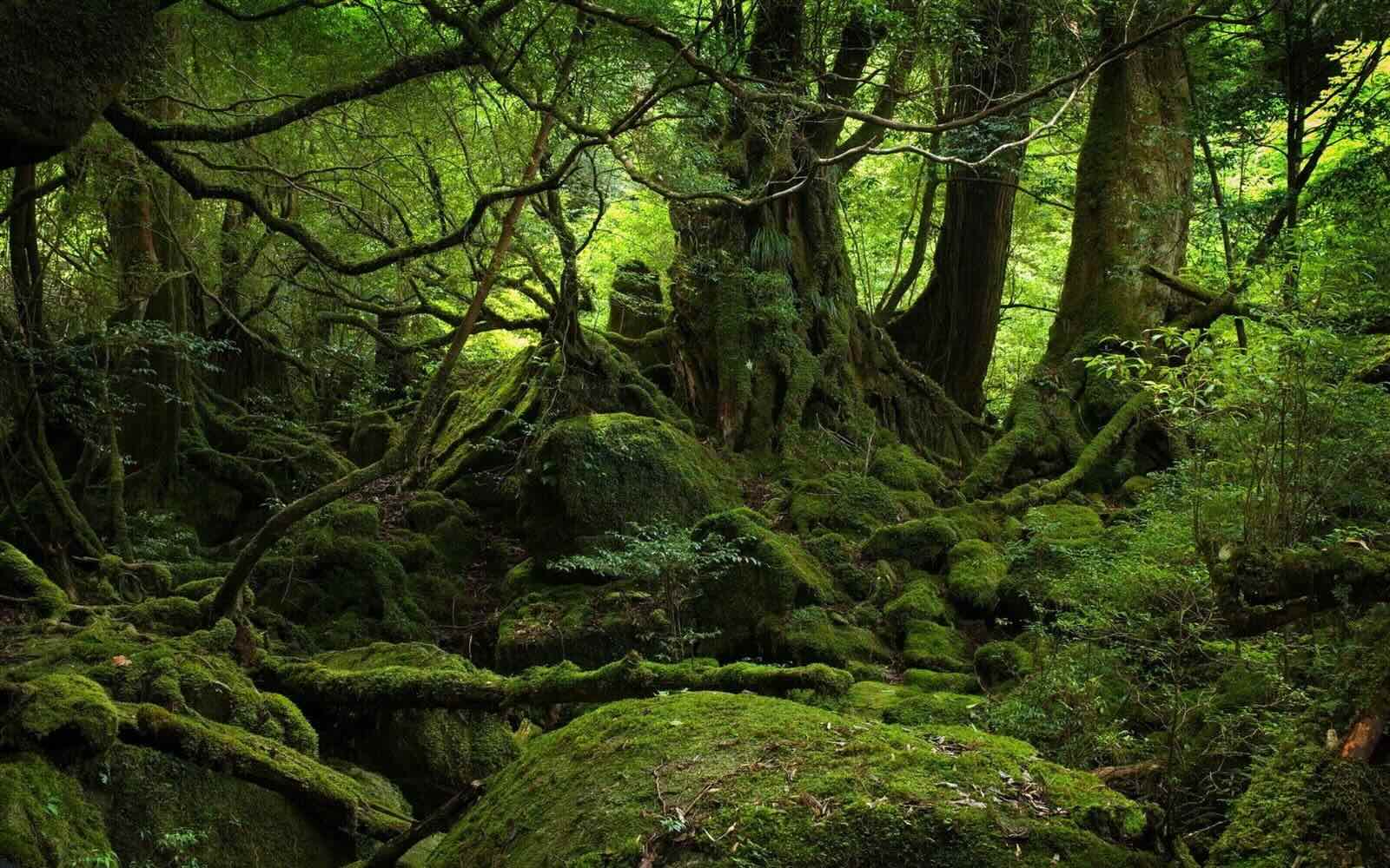 Hidden-Nurse-Log-Forests-Of-Oregon8217s-Tillamook hidden-nurse-log-forests-of-oregons-tillamook
