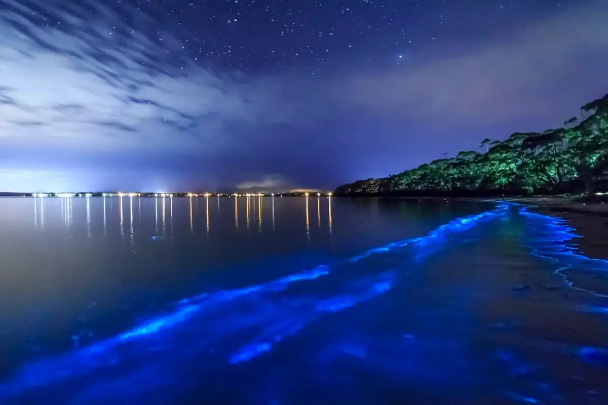 Hidden-Phosphorescent-Bays-Of-Vieques-Puerto-Rico hidden-phosphorescent-bays-of-vieques-puerto-rico
