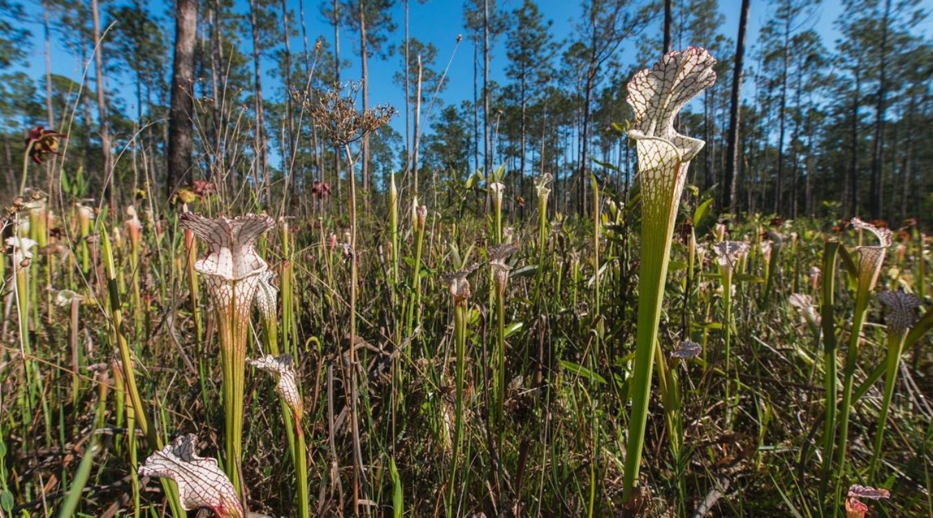 Hidden-Pitcher-Plant-Bogs-Of-Alabama8217s-Gulf-Coast hidden-pitcher-plant-bogs-of-alabamas-gulf-coast