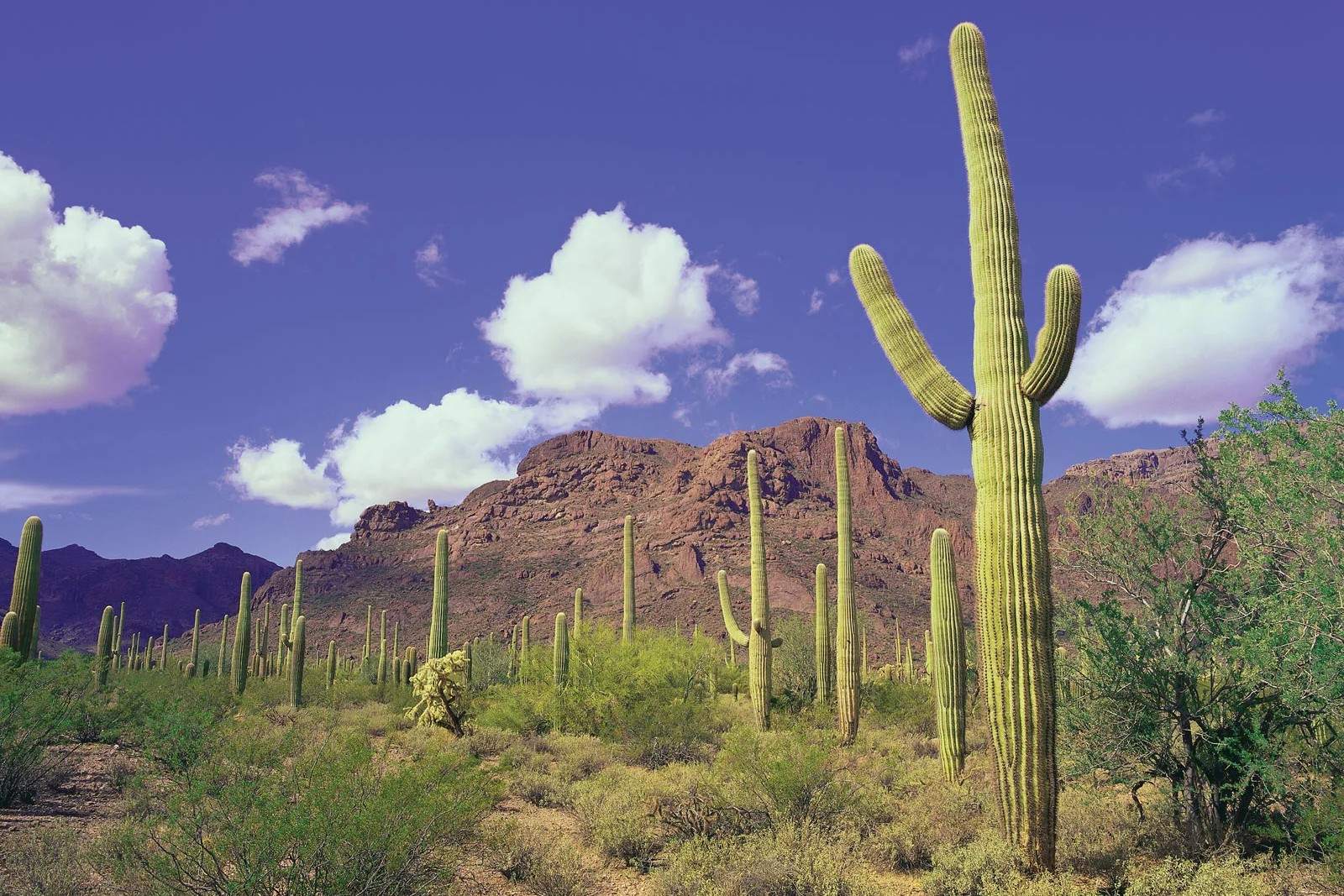 Hidden-Springs-Of-Arizona8217s-Organ-Pipe hidden-springs-of-arizonas-organ-pipe