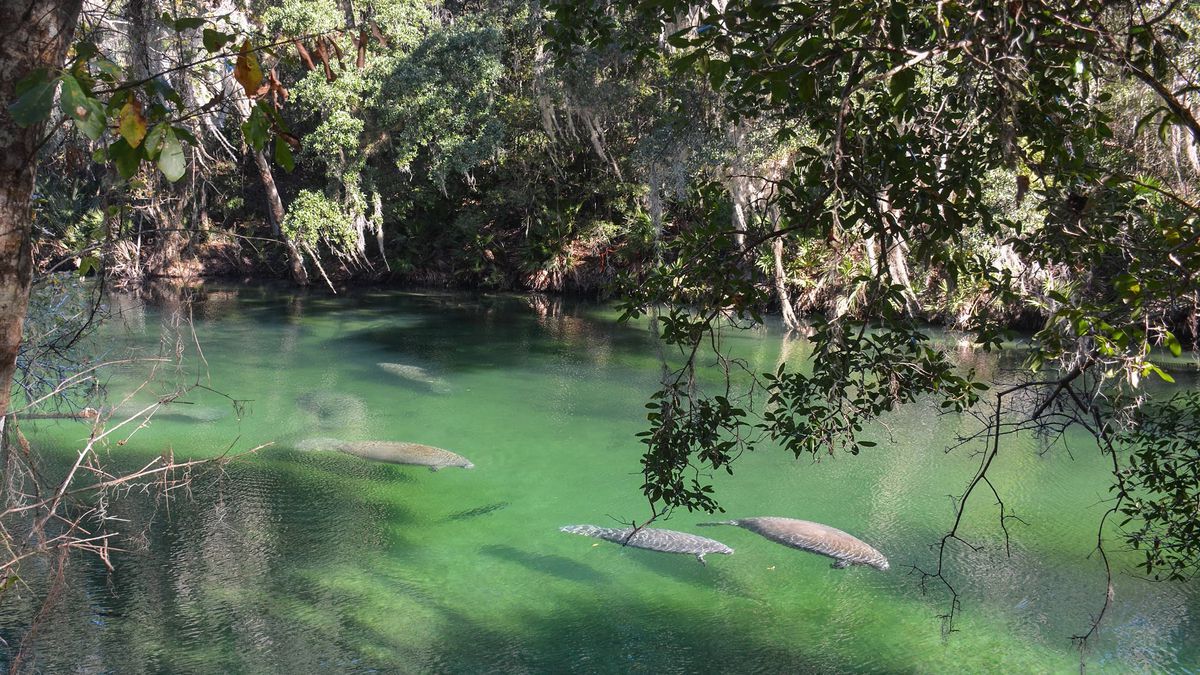 hidden-springs-of-floridas-blue-spring-run