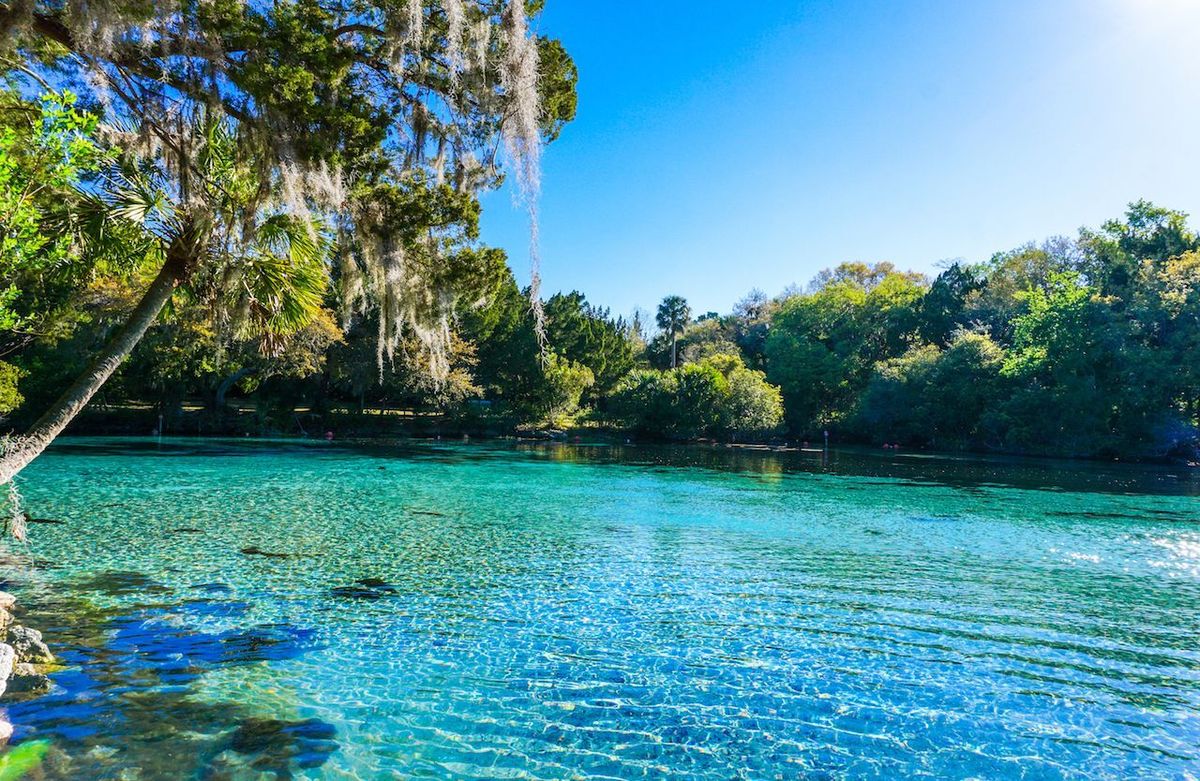 Hidden-Springs-Of-Florida8217s-Ocala-Forest hidden-springs-of-floridas-ocala-forest