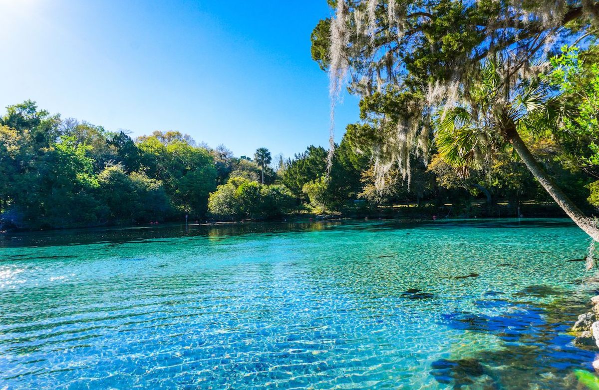 Hidden-Springs-Of-Florida8217s-Ocala-National hidden-springs-of-floridas-ocala-national