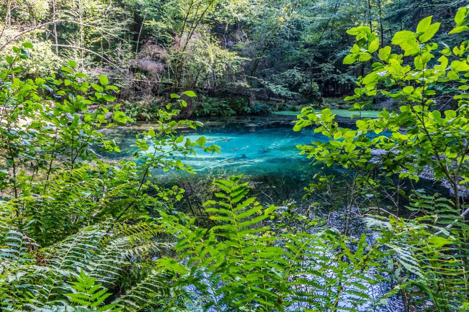 Hidden-Springs-Of-Pennsylvania8217s-Worlds-End hidden-springs-of-pennsylvanias-worlds-end