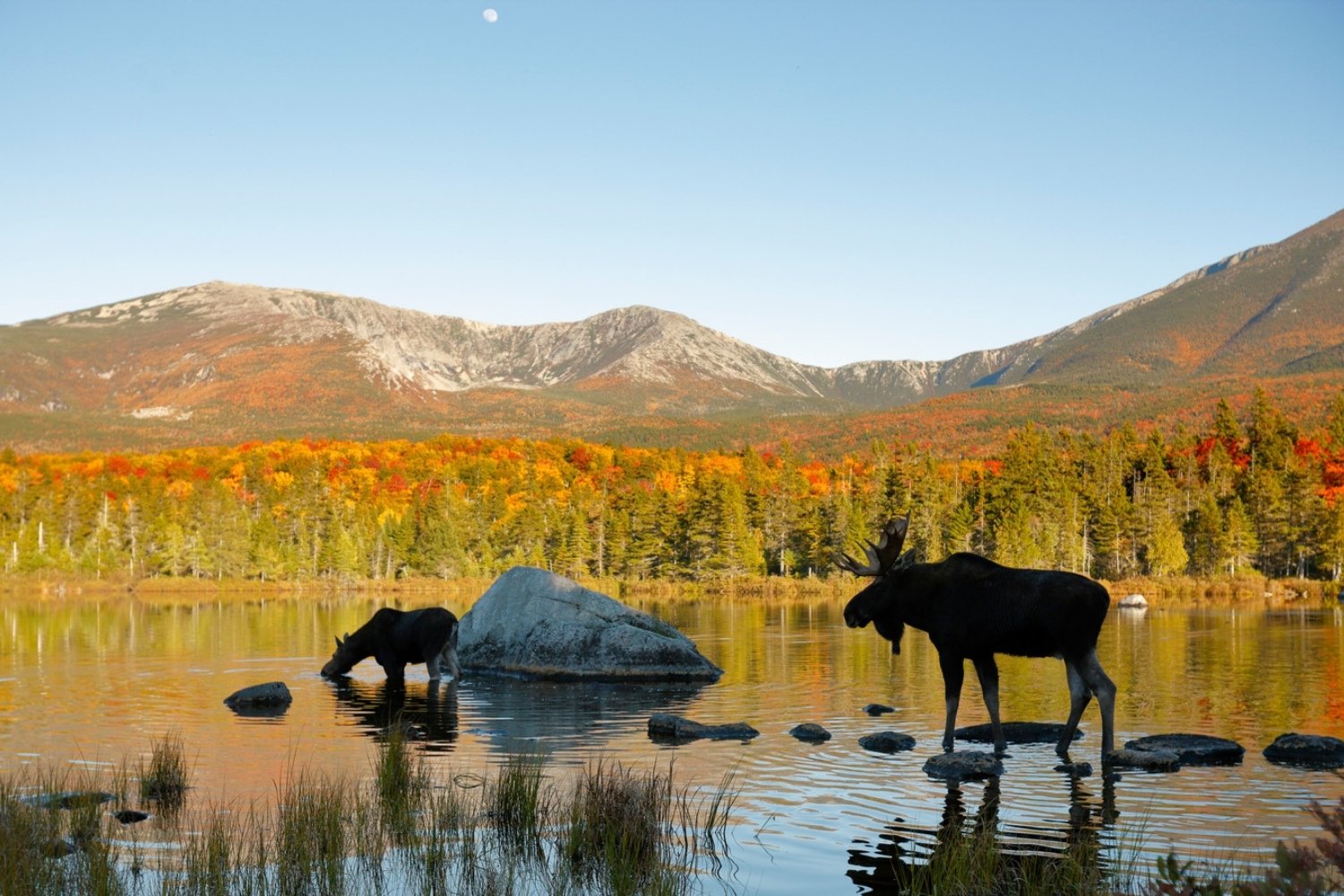Maine8217s-Hidden-Moose-Meadows-In-Baxter-State-Park maines-hidden-moose-meadows-in-baxter-state-park