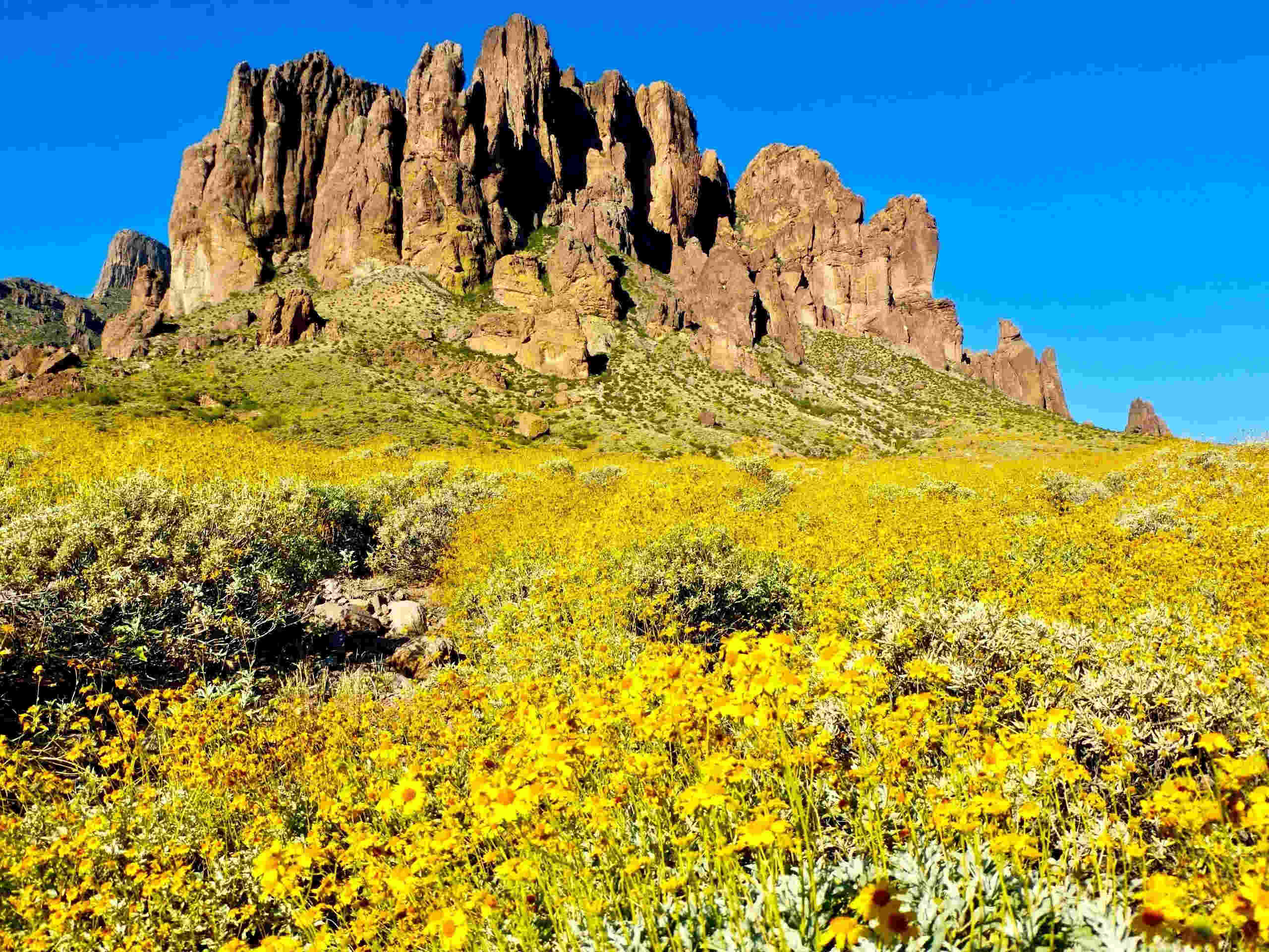 Mysterious-Flower-Explosions-In-Arizona8217s-Superstition mysterious-flower-explosions-in-arizonas-superstition