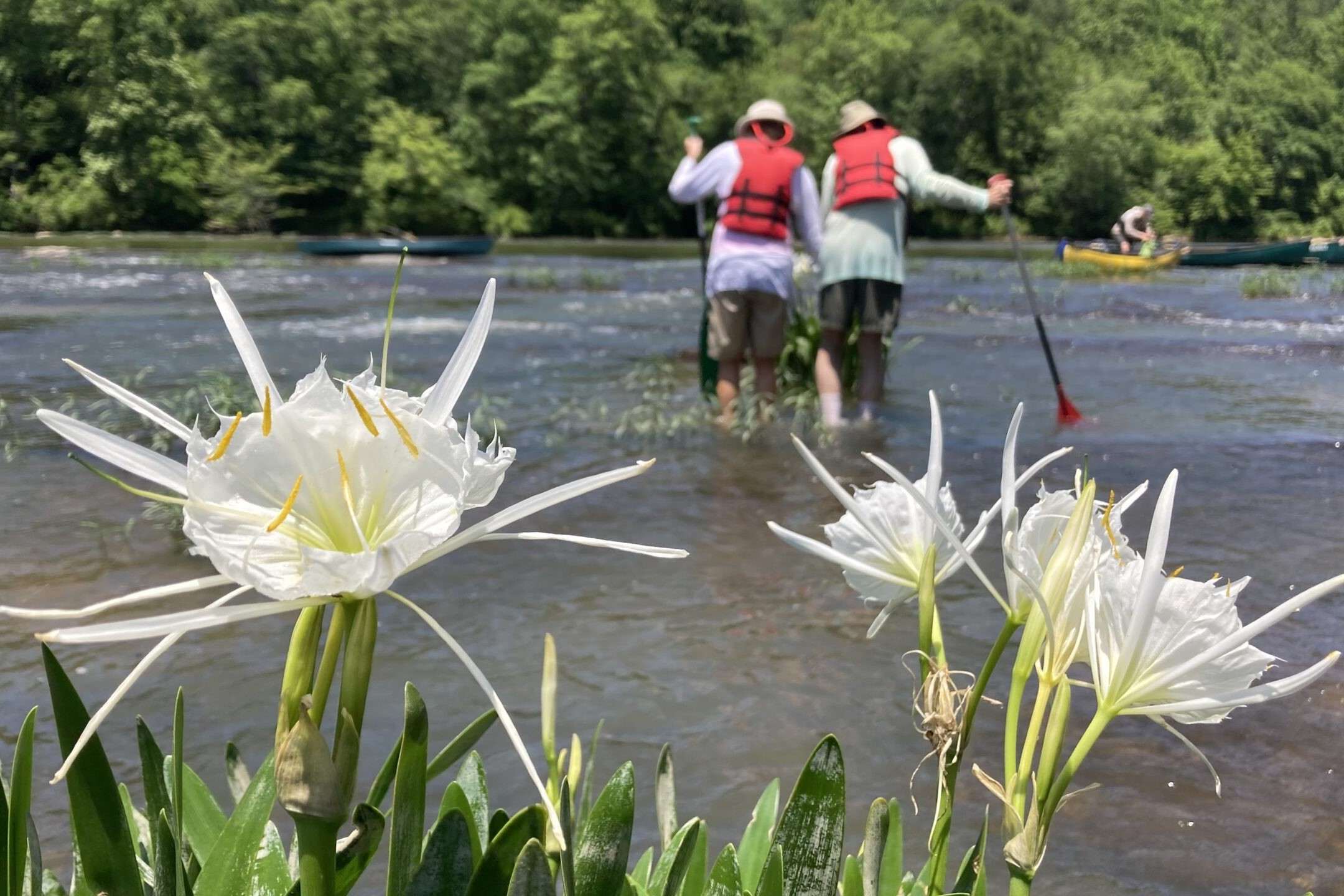 Secrets-Of-Alabama8217s-Cahaba-River-Lilies secrets-of-alabamas-cahaba-river-lilies