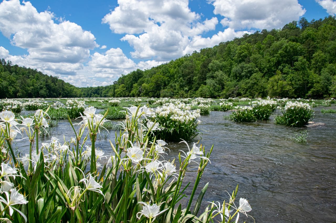 Secrets-Of-Alabama8217s-Cahaba-River-Shoals secrets-of-alabamas-cahaba-river-shoals