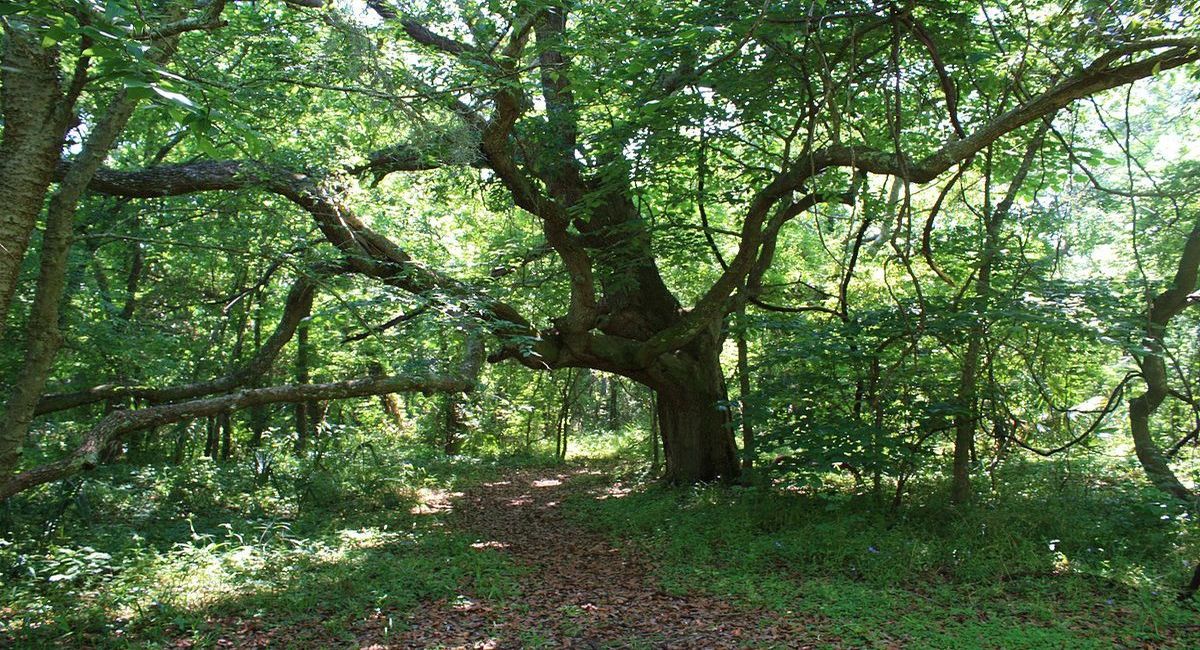 Secrets-Of-Alabama8217s-Coastal-Shell-Mounds secrets-of-alabamas-coastal-shell-mounds