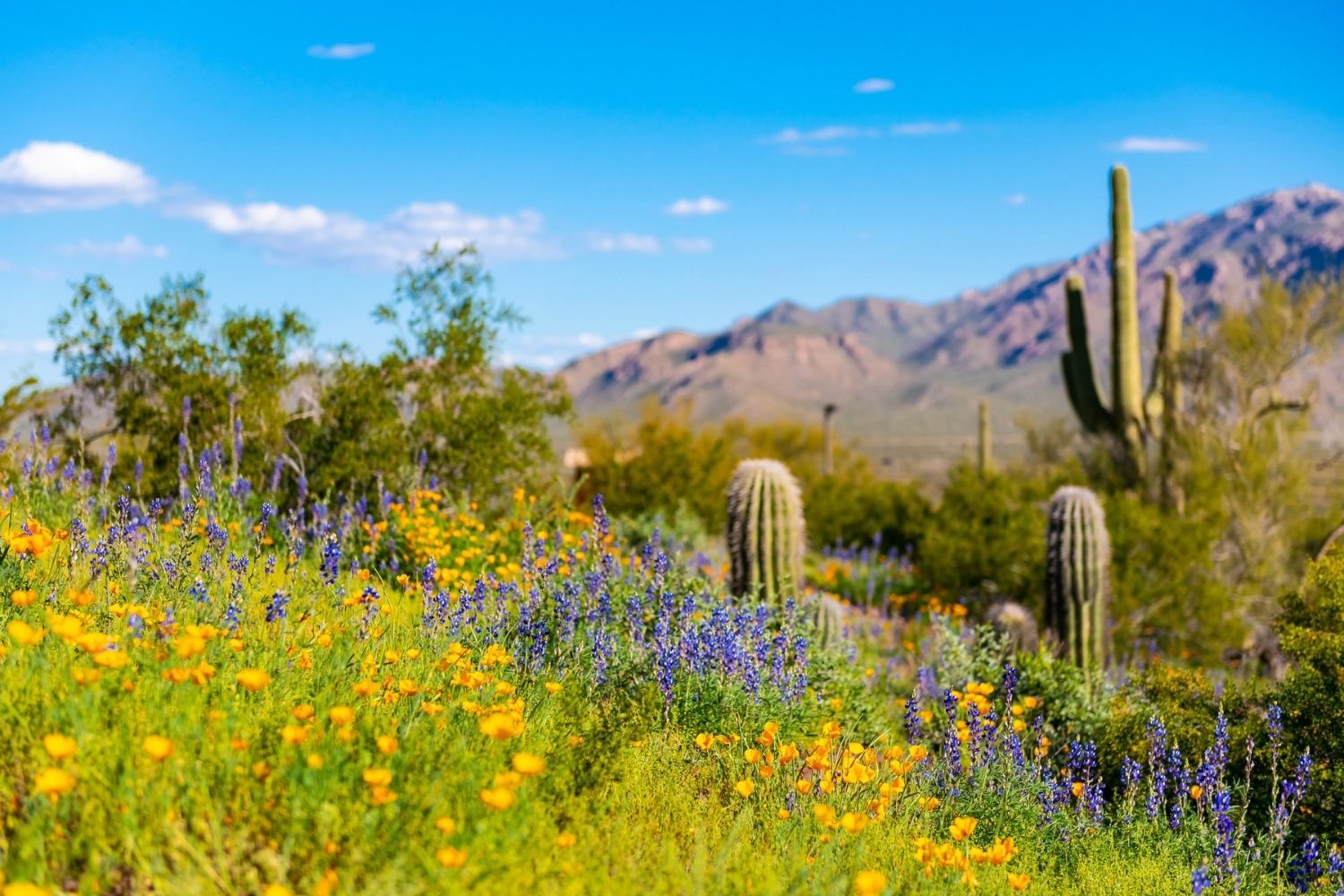 Secrets-Of-Arizona8217s-Ajo-Mountains-Blooms secrets-of-arizonas-ajo-mountains-blooms