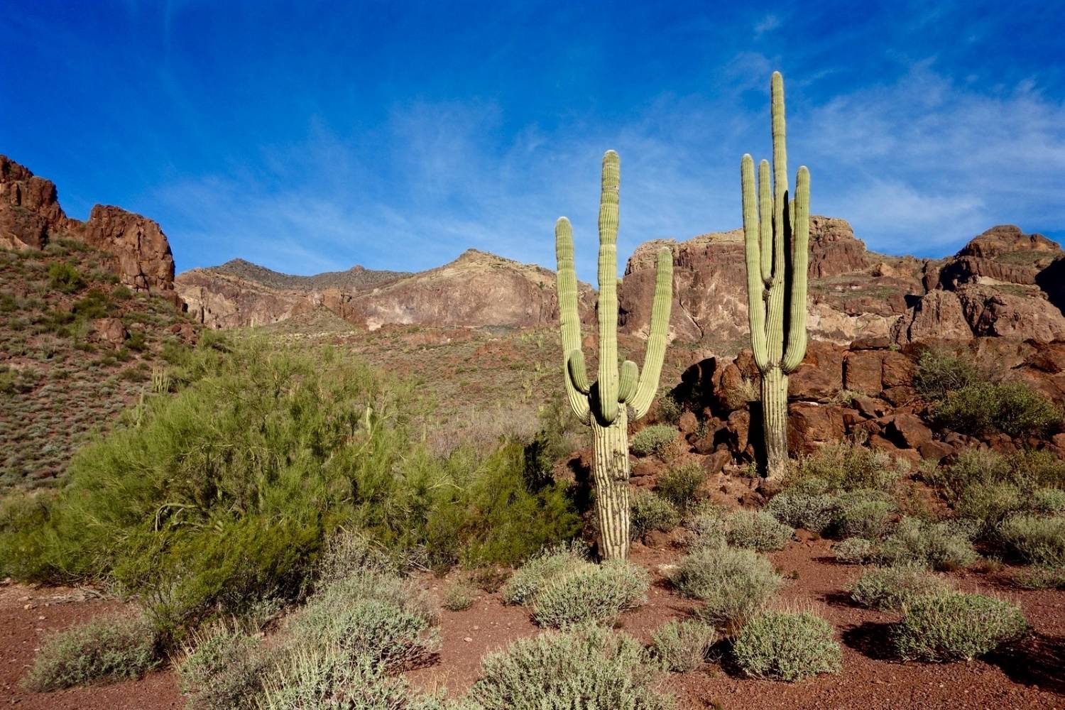 Secrets-Of-Arizona8217s-Ajo-Mountains-Ocotillo-Gardens secrets-of-arizonas-ajo-mountains-ocotillo-gardens
