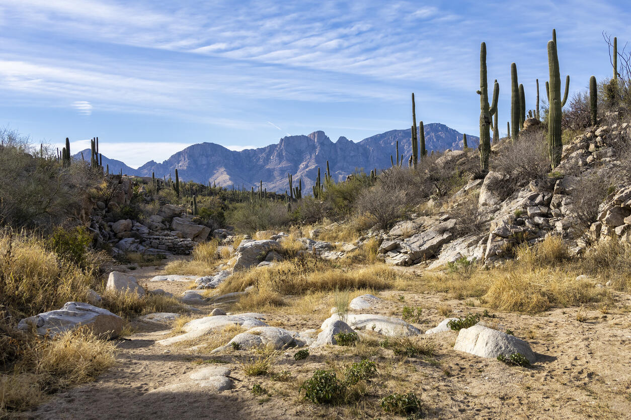 Secrets-Of-Arizona8217s-Catalina-Desert-Washes secrets-of-arizonas-catalina-desert-washes