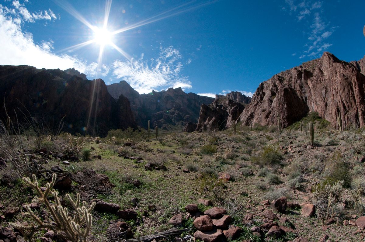 Secrets-Of-Arizona8217s-Kofa-Desert-Washes secrets-of-arizonas-kofa-desert-washes