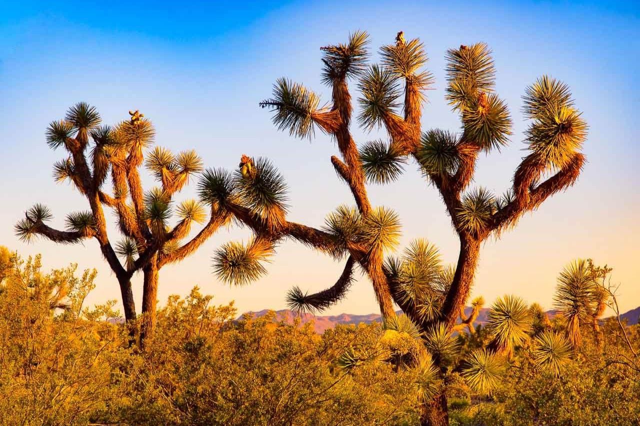 Secrets-Of-Arizona8217s-Mojave-Joshua-Trees secrets-of-arizonas-mojave-joshua-trees