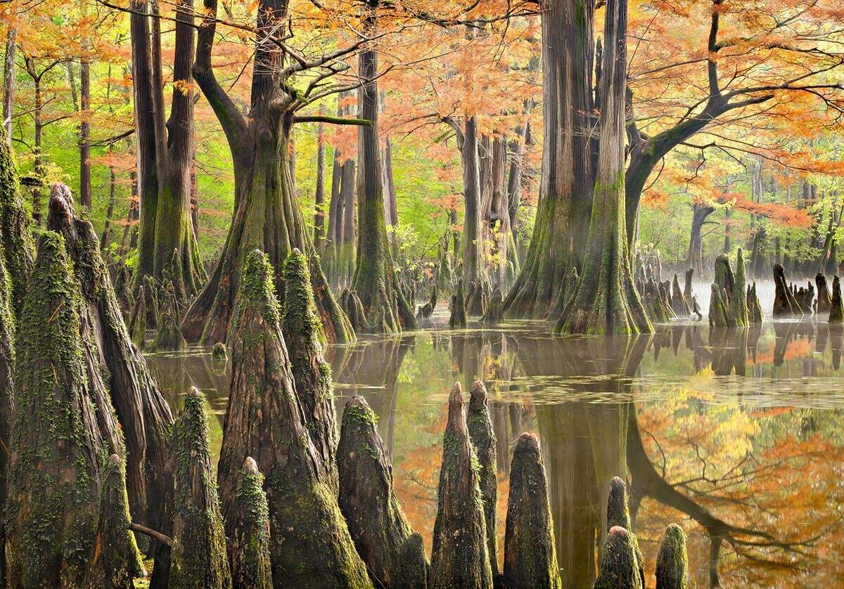 Secrets-Of-Arkansas8217s-White-River-Forests secrets-of-arkansass-white-river-forests