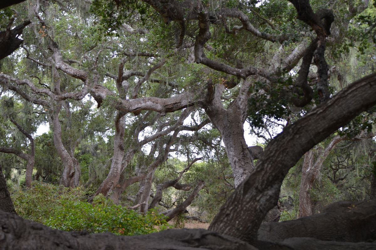 secrets-of-californias-ancient-oak-woodland-culture