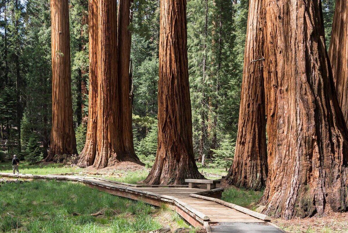 Secrets-Of-California8217s-Ancient-Sequoia-Giants secrets-of-californias-ancient-sequoia-giants