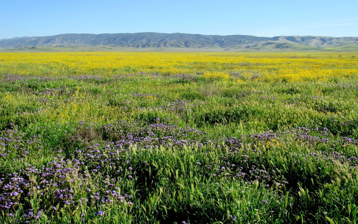 Secrets-Of-California8217s-Carrizo-Plain-Plateaus secrets-of-californias-carrizo-plain-plateaus
