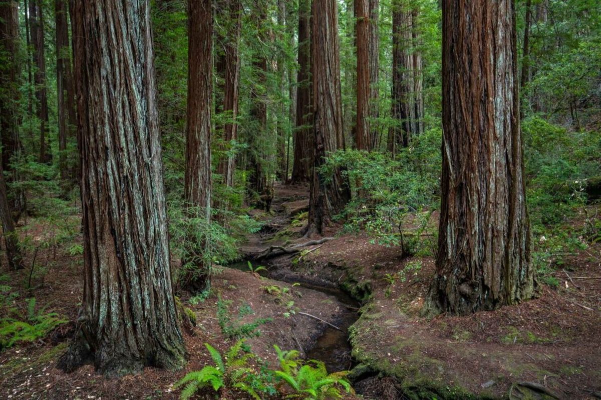Secrets-Of-California8217s-Montgomery-Woods-Giants secrets-of-californias-montgomery-woods-giants