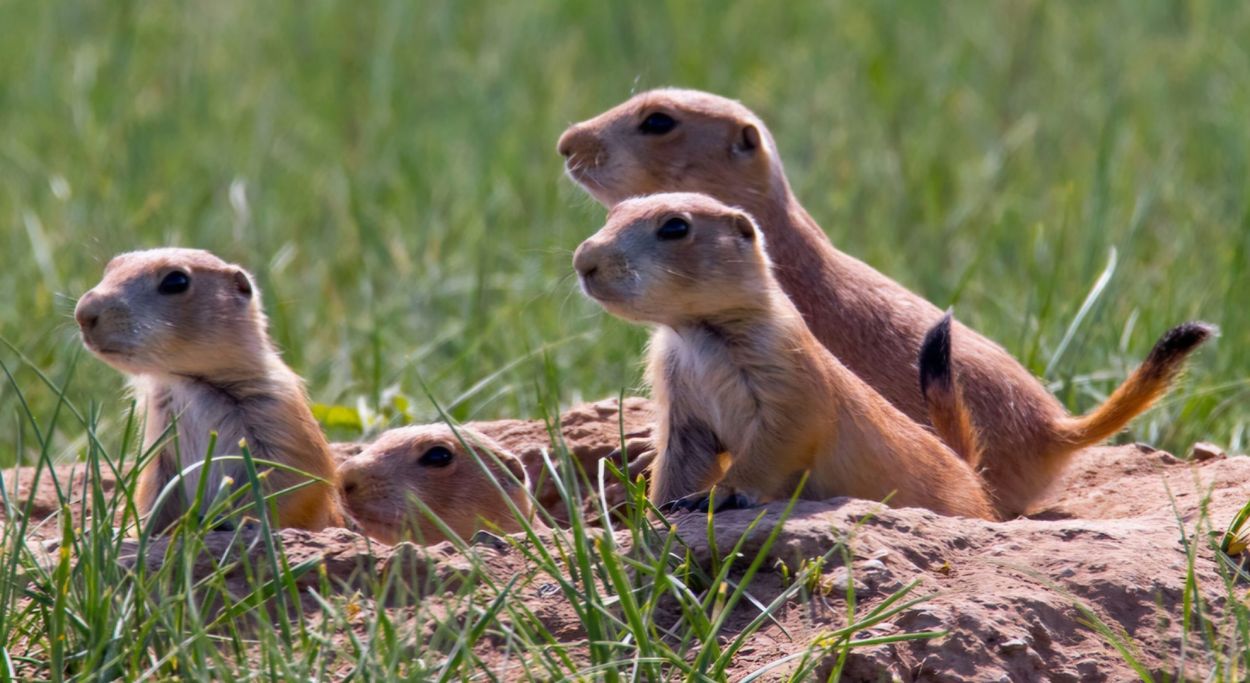 Secrets-Of-Colorado8217s-Moonlit-Prairie-Dog-Towns secrets-of-colorados-moonlit-prairie-dog-towns