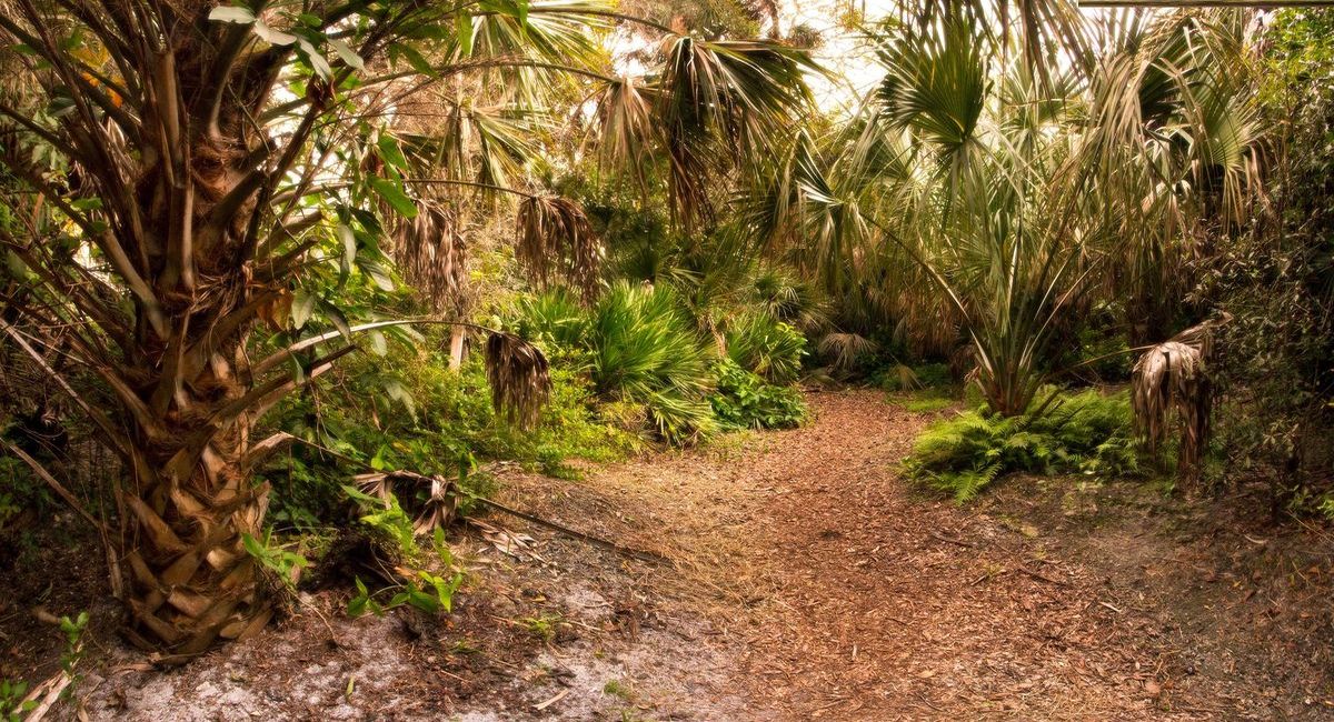 Secrets-Of-Florida8217s-Big-Cypress-Hammocks secrets-of-floridas-big-cypress-hammocks