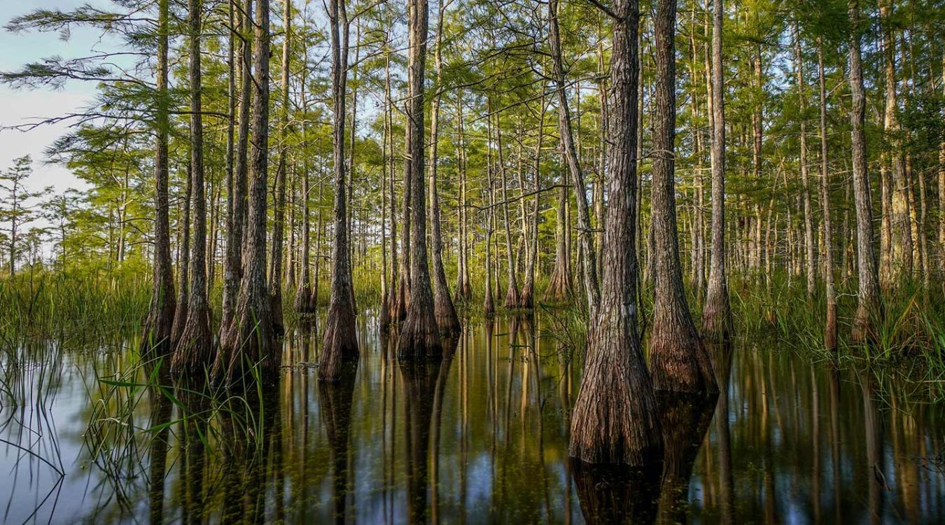 Secrets-Of-Florida8217s-Cypress-Swamps secrets-of-floridas-cypress-swamps