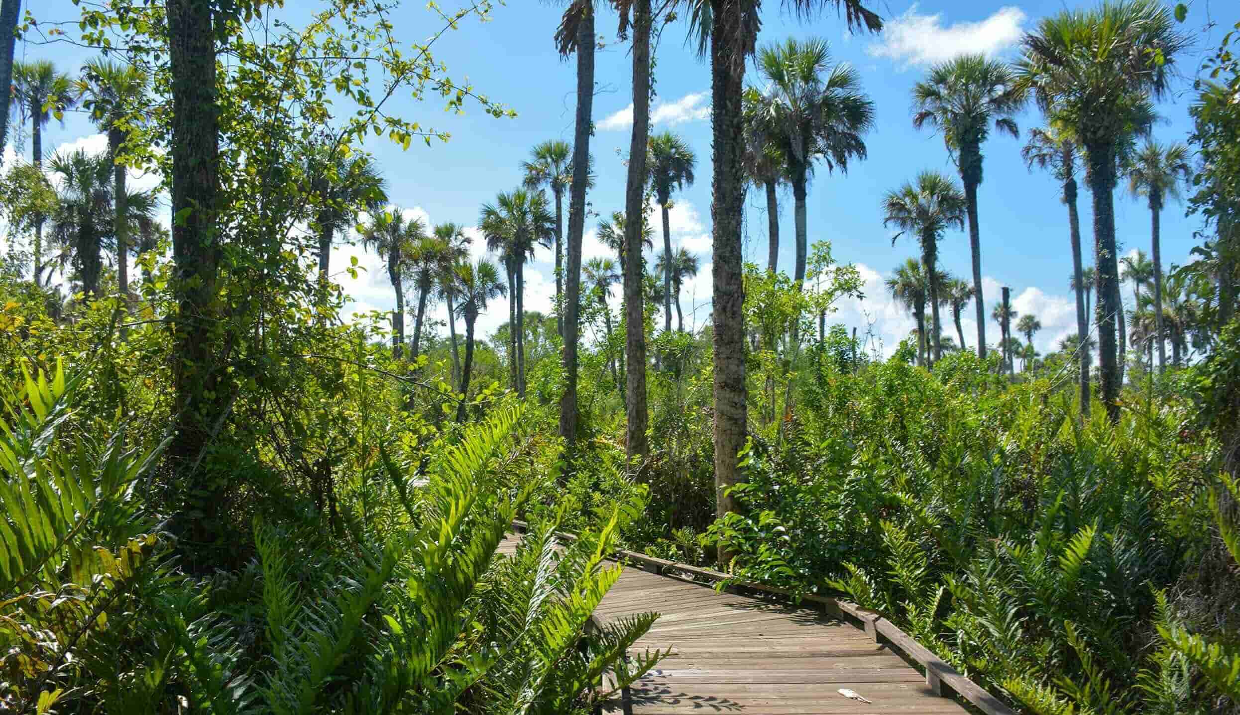 Secrets-Of-Florida8217s-Primeval-Palm-Hammocks secrets-of-floridas-primeval-palm-hammocks