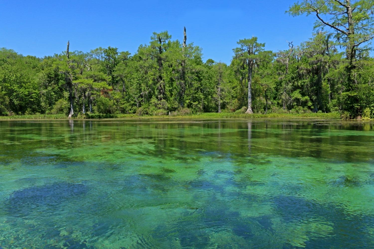 Secrets-Of-Florida8217s-Wakulla-Springs-Rookeries secrets-of-floridas-wakulla-springs-rookeries