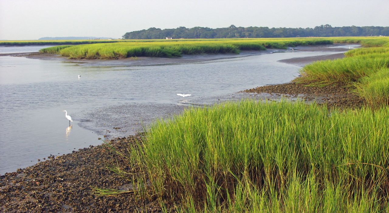Secrets-Of-Georgia8217s-Blackbeard-Island-Salt-Marshes secrets-of-georgias-blackbeard-island-salt-marshes